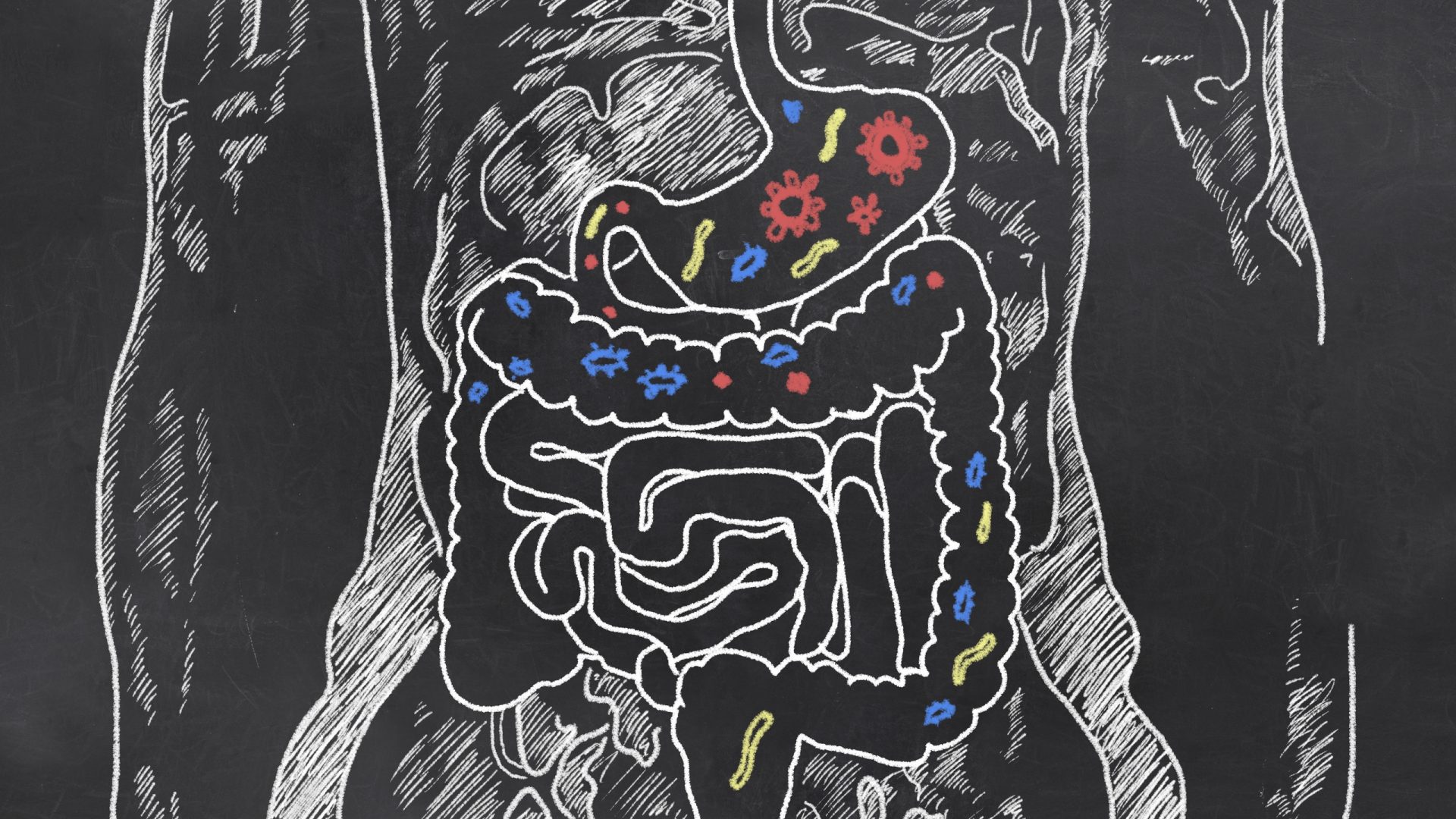 Picture depicting the human gut